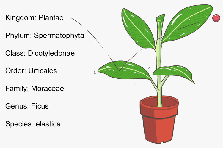 Infographic showing how Ficus elastica fits into the seven classifications of taxonomy